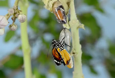 A newly emerged butterfly with orange and black wings hanging from its chrysalis, surrounded by green foliage.