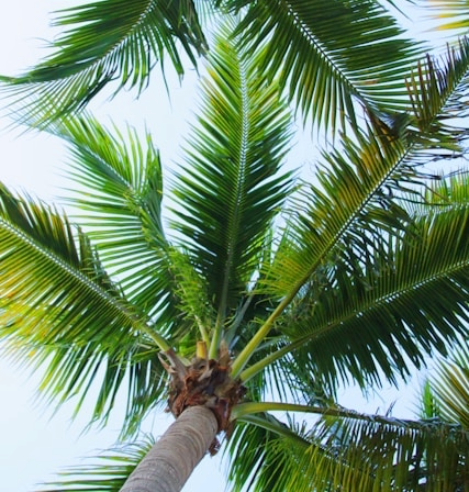 Image of the Florida landscape with clear blue skies and palm trees