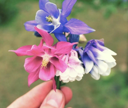Person holding a pink, purple, and white Columbine flower.