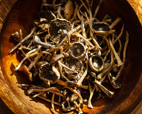 Image of dried hallucinogenic magic mushrooms