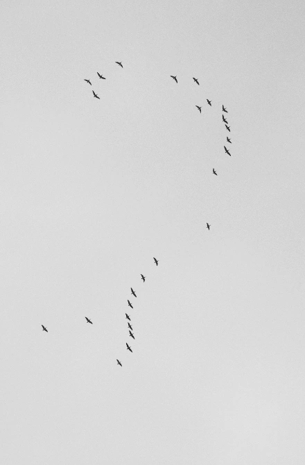 Flock of small black birds flying in question mark formation against gray sky, symbolizing questions about treatment-resistant depression and seeking new approaches